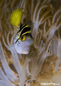 Portrait study of a Mimic Filefish. Taken with D200 and 1... by David Henshaw 